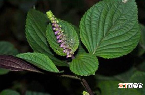 【草本植物】紫苏是什么，生存力超强的草本植物/可食用可入药