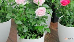 【花盆】玫瑰花盆栽的养殖方法和注意事项