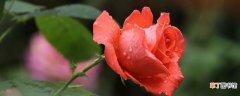 【多】新鲜的玫瑰花花瓣多久会枯萎？