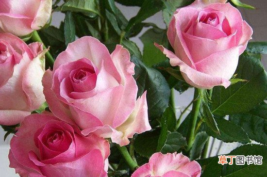 【多】新鲜的玫瑰花花瓣多久会枯萎？