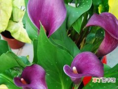 【种植】彩色马蹄莲：种植和养护方法