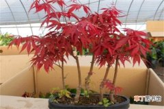 【树】红枫树种植方法，4个步骤种植出茂盛的红枫树