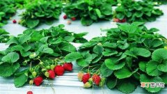 【月份】草莓几月份种植最好