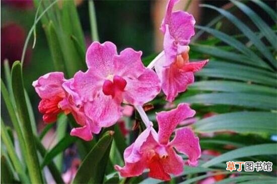 附养殖方法 【养殖方法】新加坡的国花是什么花，新加坡国花胡姬花