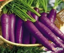 【营养】紫胡萝卜的营养价值：多食紫萝卜可抑制血压、改善肝功能及预防糖尿