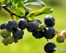 【功效】蓝莓的功效与作用：腹泻时勿食