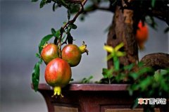 【石榴】盆栽石榴怎么种植，6个步骤教你种出满盆石榴