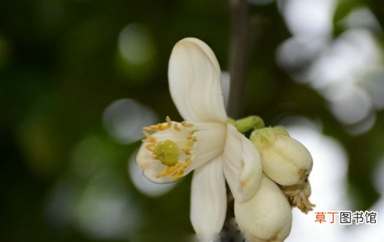【花期】柚子花花期：花期短，一般在3月下旬至4月下旬开放