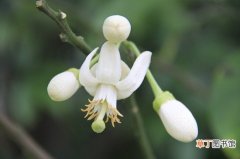 【花期】柚子花花期：花期短，一般在3月下旬至4月下旬开放