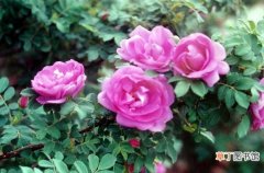 【品种】玫瑰花品种分类