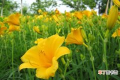 【养殖方法】金娃娃萱草的养殖方法及注意事项：喜湿润、阳光充足的环境