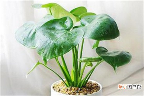 【植物】净化空气的植物有哪些