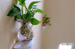 【植物】水培植物的方法：简单易学的10植物水培方法，总有一款适合你