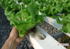 【蔬菜】无土栽培蔬菜：对水质、营养液和基质的理化性状必须了解