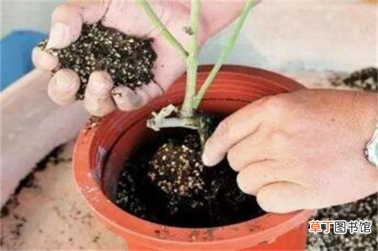 【月季】盆栽月季的养护，六个步骤养殖出美丽的盆栽月季