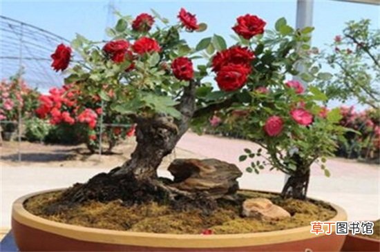【月季】盆栽月季的养护，六个步骤养殖出美丽的盆栽月季