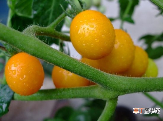 【种植】圣女果种植：关于圣女果的养殖方法和注意事项