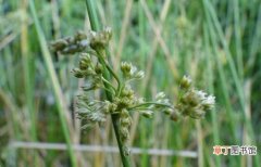 【花】灯心草别名：灯芯草也叫水灯花，是多年生草本水生植物