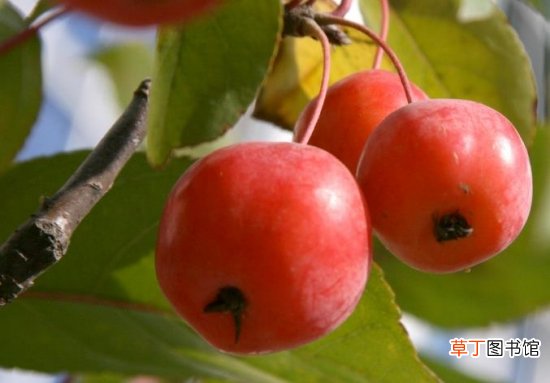 【吃】海棠果能吃吗：海棠果一般人群均可食用