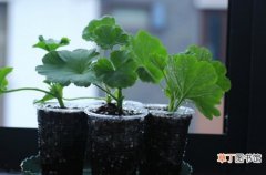 12个月 【养护方法】超详细的天竺葵养护方法