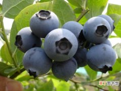 【花期】蓝莓花期：花期长,花如小巧灯笼