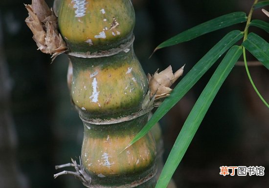 【栽培】佛肚竹有何特性？栽培应注意些什么