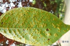 【病虫害】贴梗海棠的病虫害防治，六种方法让贴梗海棠远离病虫害