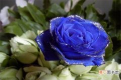 【爱情】蓝玫瑰代表什么意思，忧伤的爱情与知己
