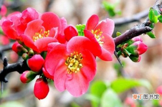【花期】贴梗海棠的花期调控，花蕾开前需追加腐熟肥料