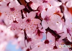 【养殖方法】樱花的养殖方法和注意事项