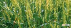 【小麦】冬小麦春季管理措施