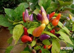 【品种】辣椒的品种及图片：辣椒分类一般按果实特征分为五个变种