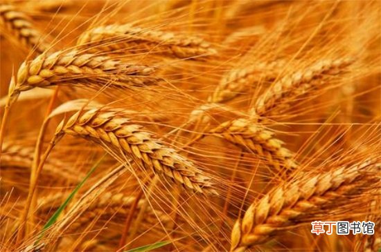 【水稻】小麦和水稻的区别，三大不同区分小麦与水稻
