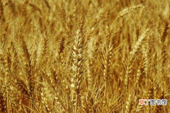 【水稻】小麦和水稻的区别，三大不同区分小麦与水稻