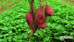 【种植】红薯种植：选苗育苗很重要