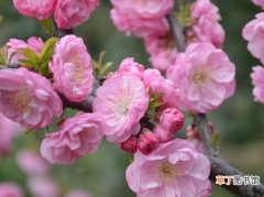 【梅花】榆叶梅花语：春光明媚,花团锦簇和欣欣向荣