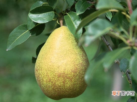 【吃】秋天吃梨的7个好处和10个禁忌：润肺清燥