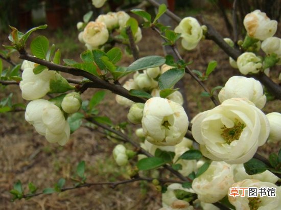 【海棠花】贴梗海棠的花期：贴梗海棠花一般在3~4月份开放