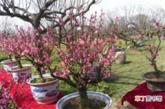 【季节】桃花盛开是什么季节，花期在春季3～4月