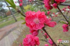 【换盆】七寸桃花换盆时间，春季4～5月或秋季9～10月