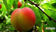 【营养】油桃的营养价值，富含多种维生素