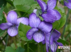 【种植方法】紫罗兰种植方法小盆栽，7个步骤教你紫罗兰爆盆的方法