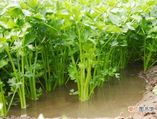 【种植方法】水芹菜的种植方法：喜温暖、阳光充足的环境