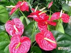 【花】红掌花的养殖方法和注意事项：喜湿润环境,忌日光直射