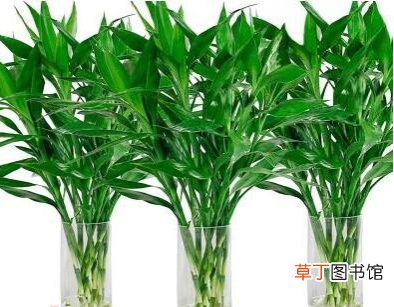 【水养】金边富贵竹可以水养吗，可以/七个步骤帮你养出绿油油的富贵竹