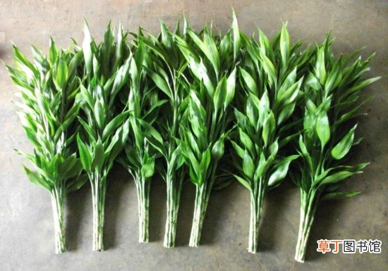 【水养】金边富贵竹可以水养吗，可以/七个步骤帮你养出绿油油的富贵竹