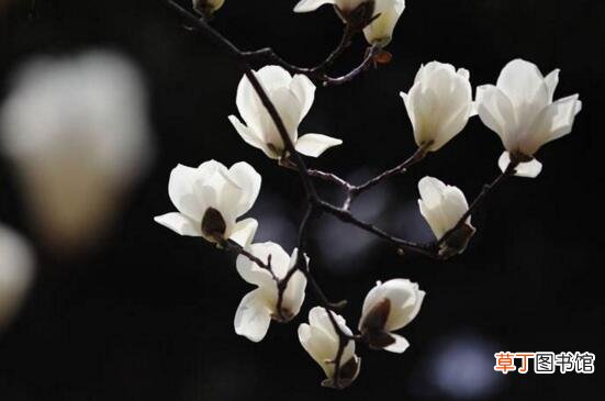 【花语】木兰花的花语，表示高尚的灵魂