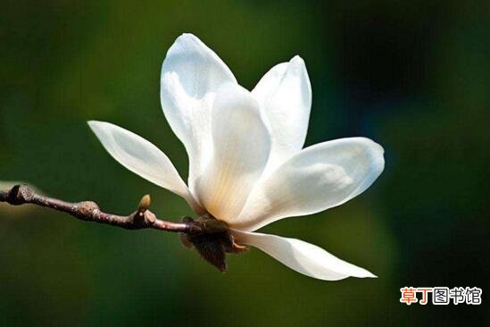 【花语】木兰花的花语，表示高尚的灵魂