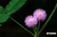 【开花】含羞草会开花吗，盛夏时节开小巧秀丽花朵