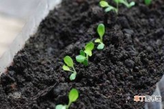 【泡水】生菜怎么种植容易发芽，泡水催发腐殖质土壤培育